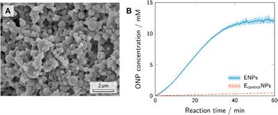 Immobilization of β-Galactosidase by Encapsulation of Enzyme-Conjugated Polymer Nanoparticles Inside Hydrogel Microparticles